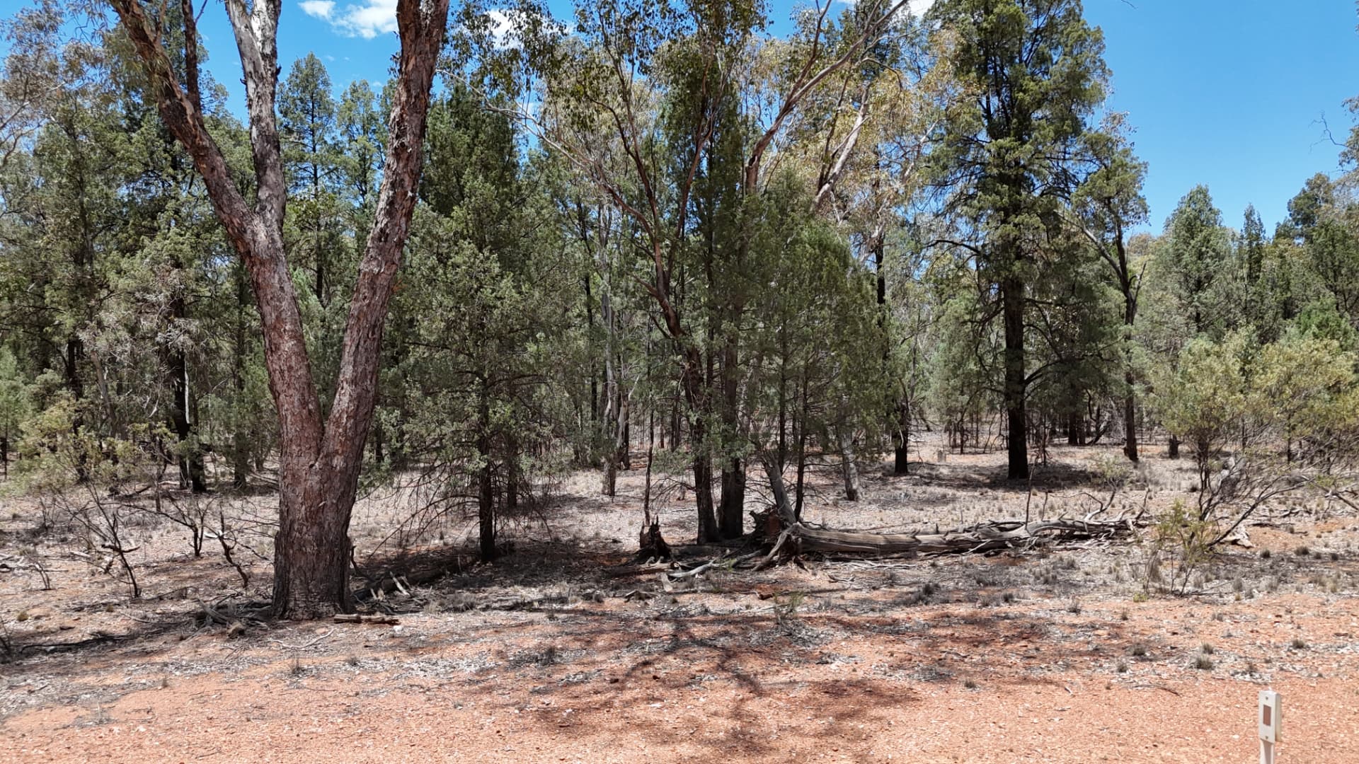 Open woodland with retained mature trees and fallen timber left in place