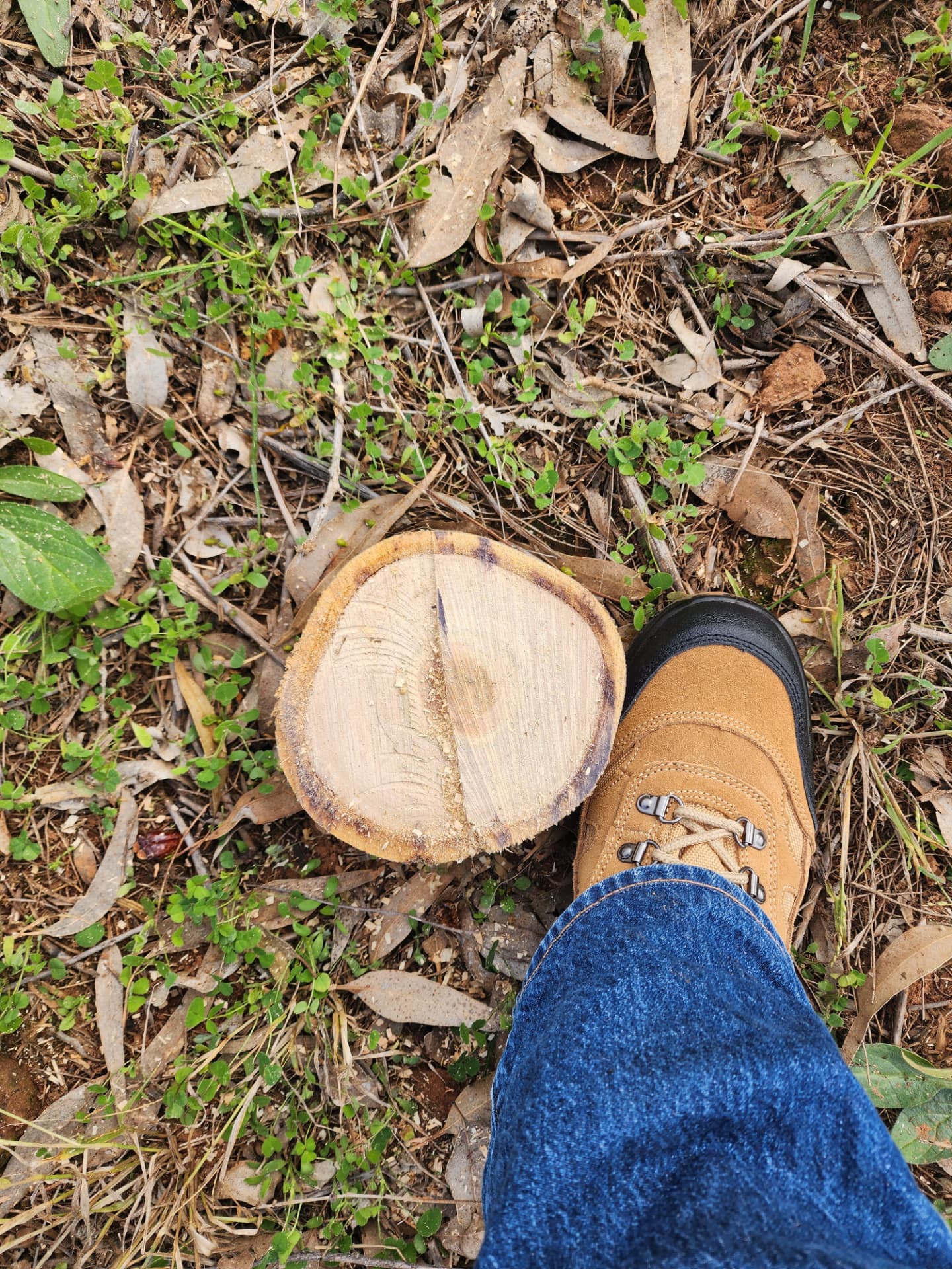 A freshly cut stem showing the stem diameter next to a work boot for scale