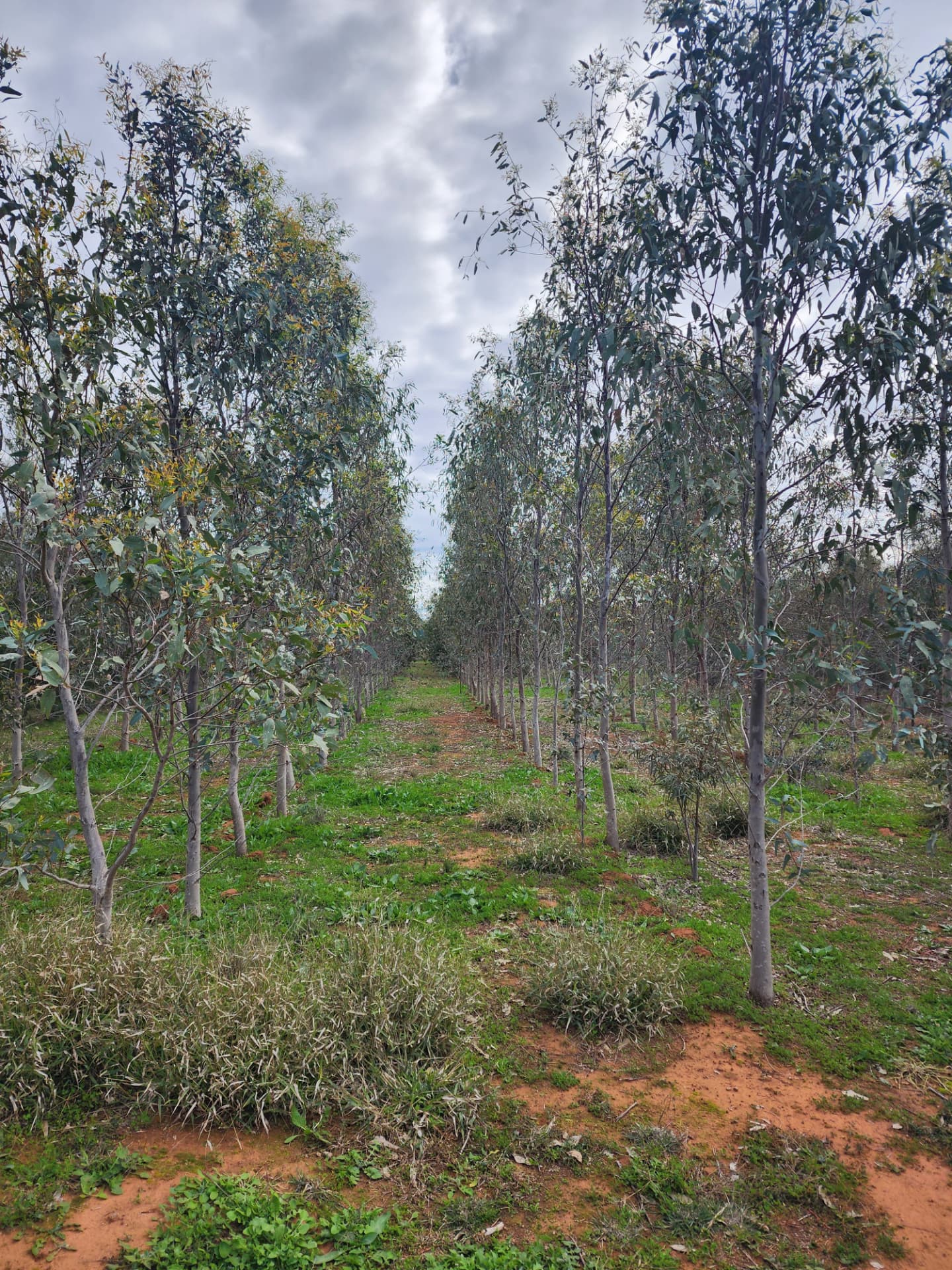 Rows of young eucalypts in a managed biomass plantation