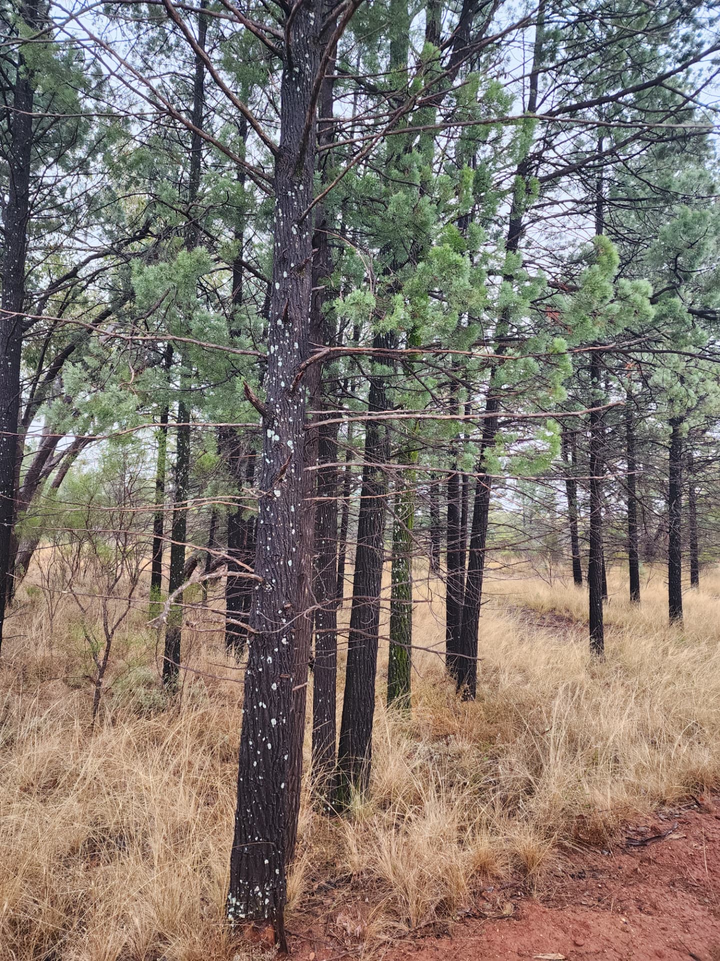 Dense stand of native cypress pine regrowth over dry grass in the Cobar district
