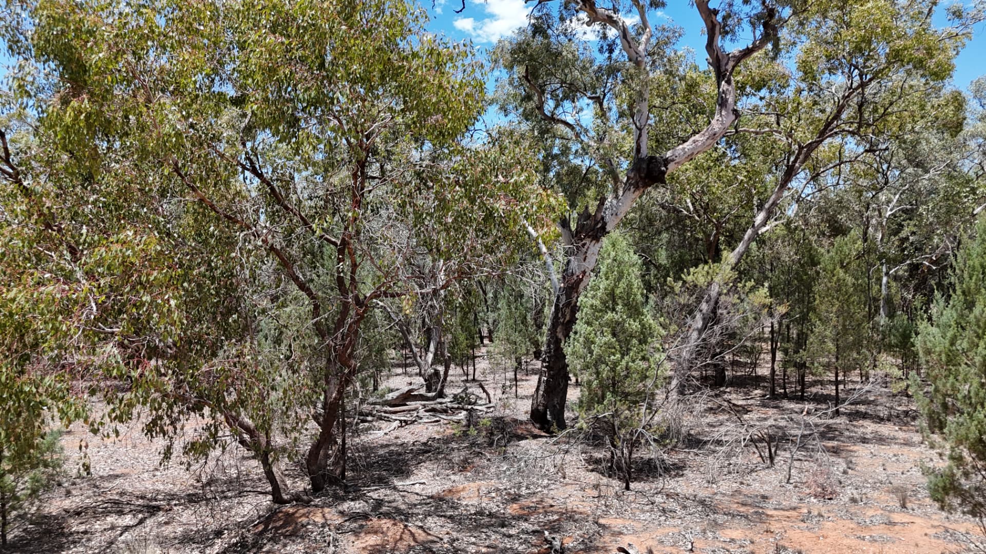 Mixed eucalypt and cypress regrowth on red soil in open woodland