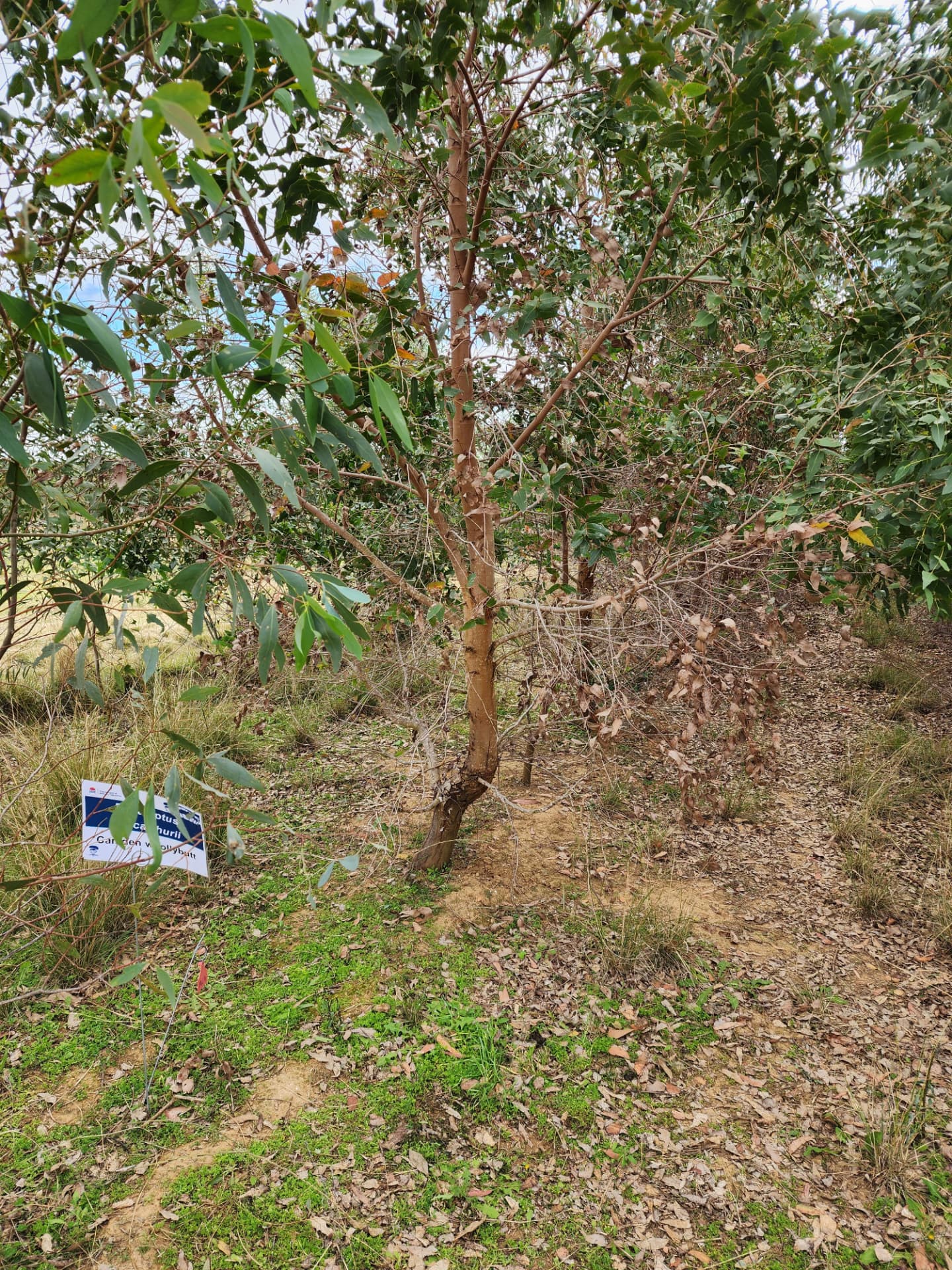 A labelled eucalypt in a species trial row with dense regrowth alongside