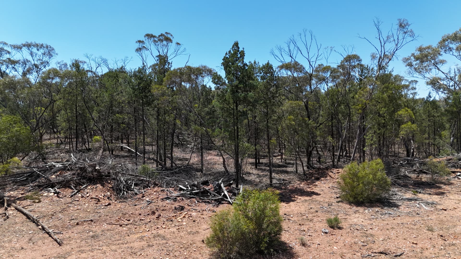 Low-level aerial view of invasive native species regrowth with windrowed timber debris
