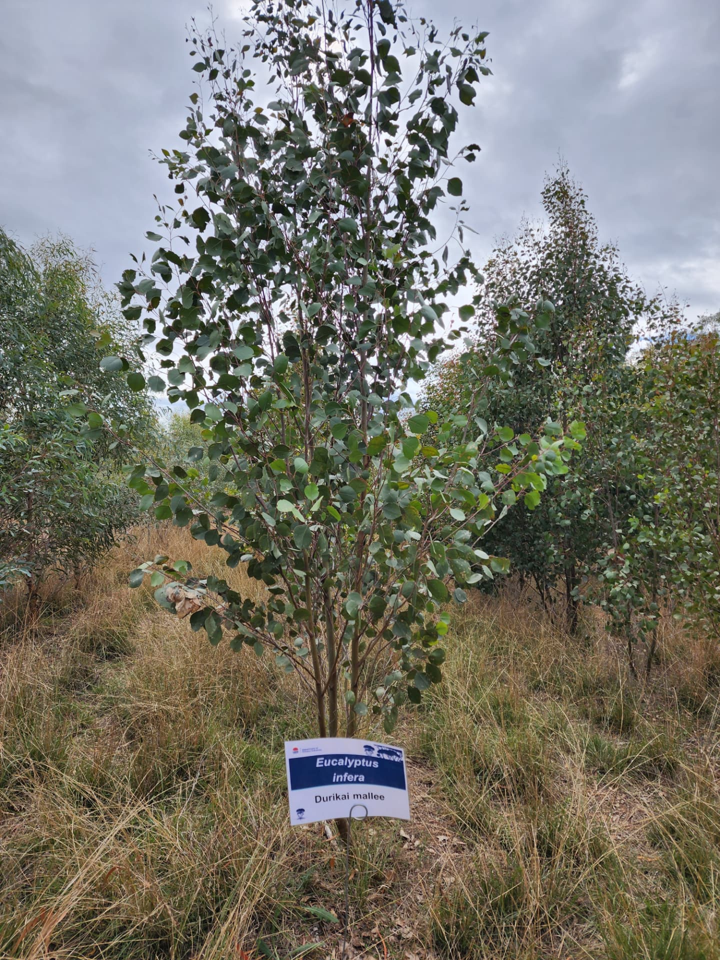 A young Eucalyptus infera (Durikai mallee) in a labelled species trial planting
