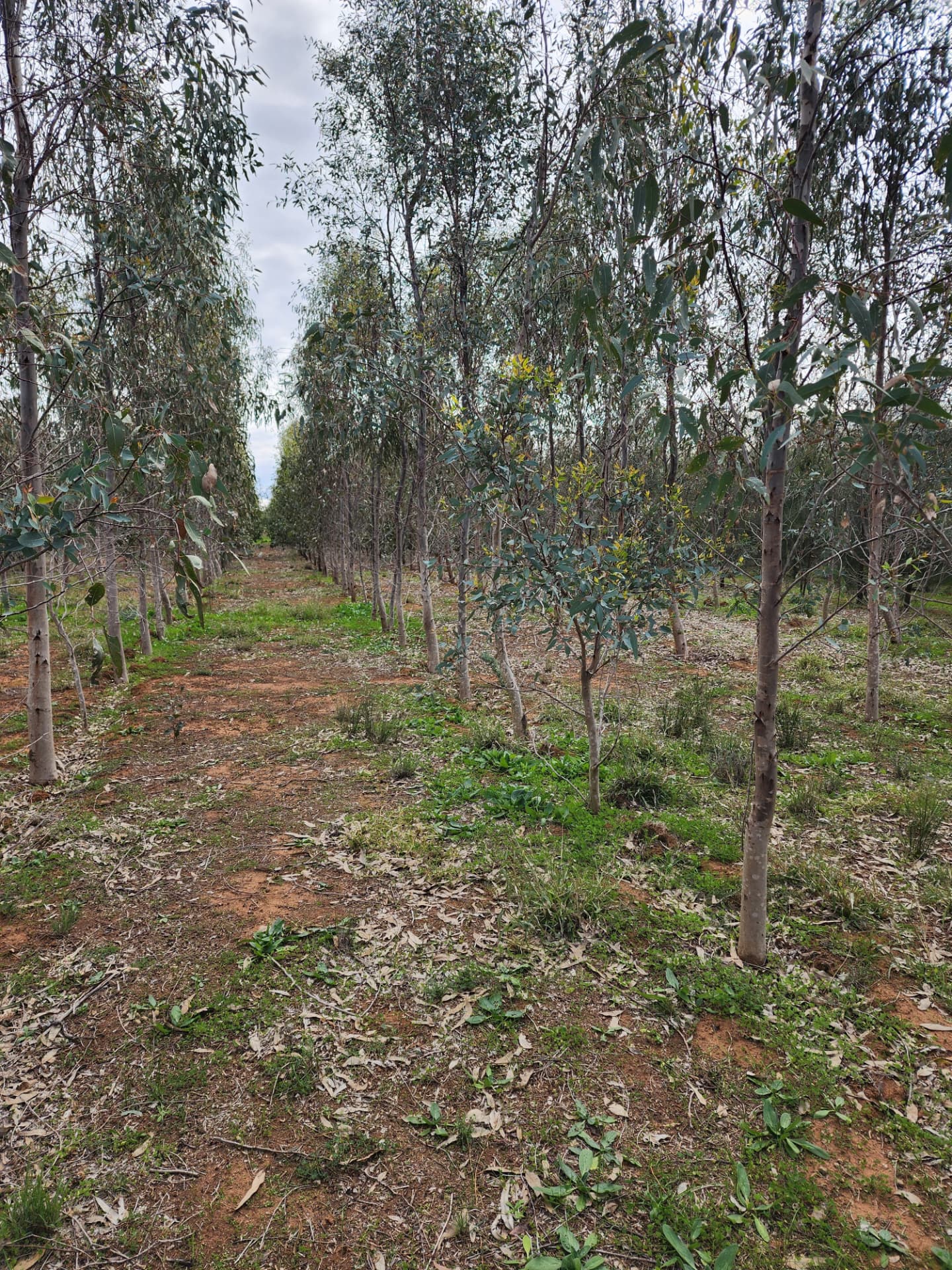 A wider view of plantation rows with mixed eucalypt and acacia growth